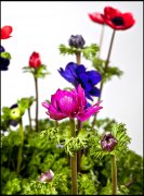 bloemen en planten vvbvanbree     1145